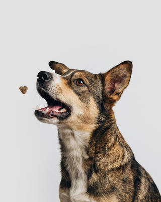 Probiotics for dogs papildomas ėdalas šunims virškinimui ir imunitetui Oggo 180 g - 3