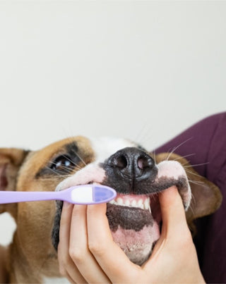 Kokosų ir bananų dantų pasta šunims neutralizuoja kvapą ir pašalina dantų akmenis Auna For Fauna 30 ml - 2