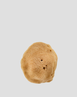 Natūrali ruda jūros kempinė 9,5 cm 02F hipoalerginė ir antibakterinė Hhuumm_3